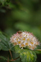 Pacific ninebark or tall ninebark (Physocarpus capitatus)
