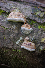 Hoof Fungus (Fomes fomentarius)