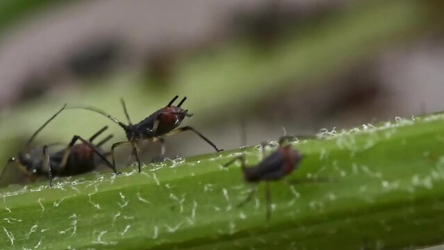 Closeup clip of colony of aphids scavenging on garden plant and ants living in symbiosis 