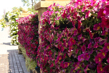 Pink petunias in vertical gardening of a city street