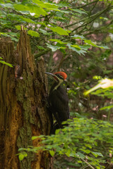 Pileated woodpecker (Dryocopus pileatus)