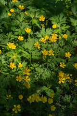 creeping buttercup (ranunculus repen)