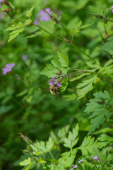 Bumblebee on Herb Robert (Geranium Robertainum)
