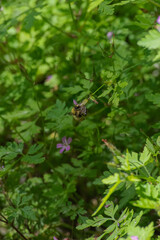 Bumblebee on Herb Robert (Geranium Robertainum)
