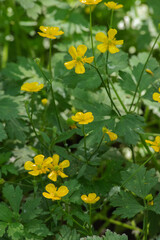 creeping buttercup (ranunculus repen)