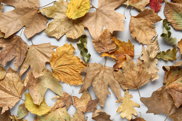 Obraz premium Autumn leaves on white background
