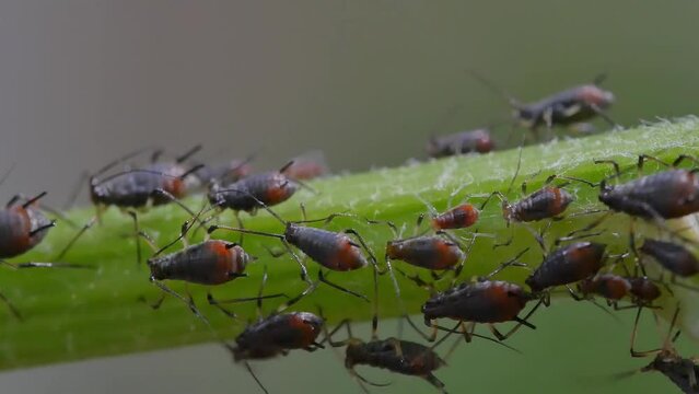 Colony of aphidoidea scavenging on garden plants