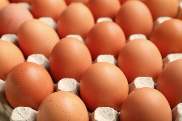 Chicken eggs in cardboard box as background