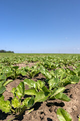 a field with white beetroot for the production of white beet sugar