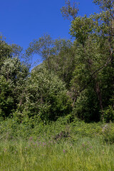 deciduous trees in windy weather in swaying foliage