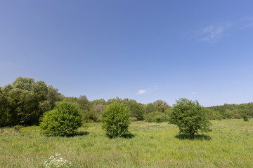 Fototapeta premium deciduous trees in windy weather in swaying foliage