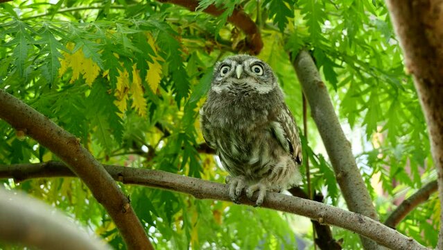 Little owl juvenile bird in natural habitat (Athene noctua)