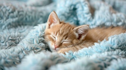 Adorable kitten sleeping peacefully on a blue, fluffy blanket