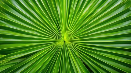 Fototapeta premium Close-up of vibrant green palm leaf with radiating lines and symmetrical pattern
