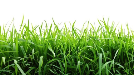 Obraz premium Lush green grass blades with a pure white background
