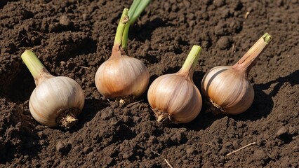 Fototapeta premium Rustic Harvest Freshly Harvested Garlic Bulbs in Rich Soil