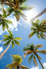 Fototapeta premium Palm trees in summer on a beach, view from bottom to top, blue sky, sunny day