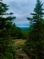 forest in the mountains