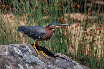 Green heron portrait