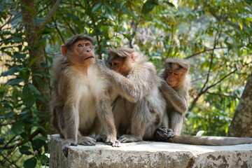 Three monkeys