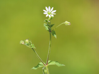 White flower of giant water chickweed plant, Stellaria aquatica
