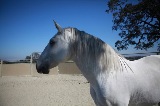 Gray lusitano horse in roundpen