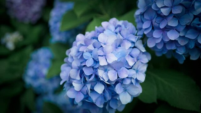 青い紫陽花
