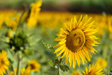 sunflower plantation on a sunny afternoon