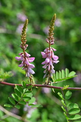 Indigofera pseudotinctoria flowers. Fabaceae deciduous shrub. Pale pink-purple flowers bloom in summer. Used as a raw material for indigo dyeing.