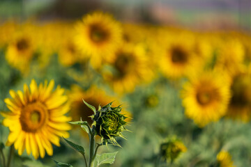 sunflower plantation on a sunny afternoon