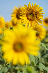 sunflower plantation on a sunny afternoon