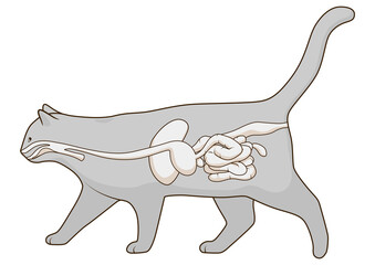 Digestive system of the cat medical veterinary PNG illustration