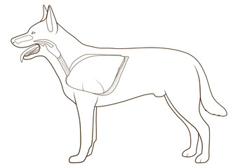 Respiratory system of the dog  medical veterinary  PNG illustration