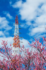 青空に映える紅梅と紅白の鉄塔
