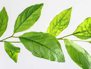 Obraz premium Pristine Green Leaf Bundle with Watermark