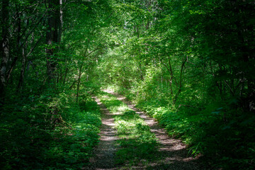 Obraz premium 緑に囲まれた道