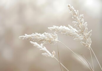 Obraz premium Subtle Blurry Flower Field with Puffy White Clouds in a Soft Light Landscape