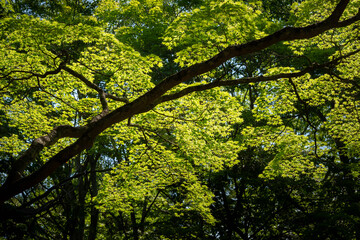 光に映るイチョウの葉