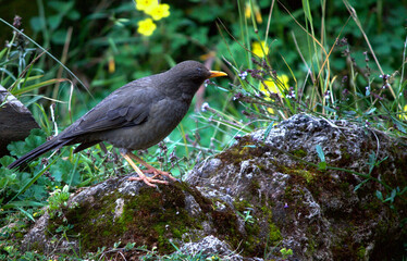 A small blackbird was looking for food on a rock with background of wild flowers.