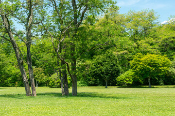 新緑が美しい公園