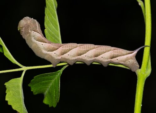 Plebeian sphinx caterpillar Paratrea plebeja hornworm insect nature pest control.