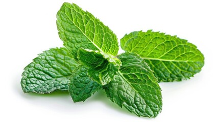 Isolated fresh mint leaves without processing