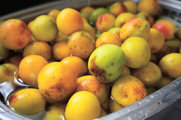 裏庭にあった自然で育った梅