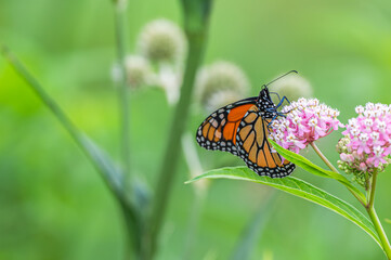 Closeup of a monarch butterfly.