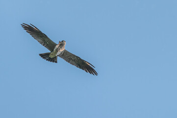 Fototapeta premium Mississippi kite.