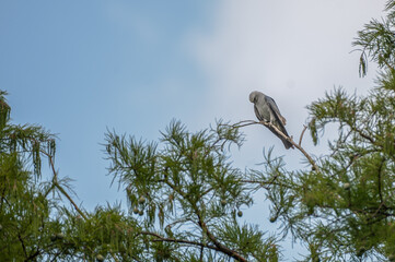 Mississippi kite.