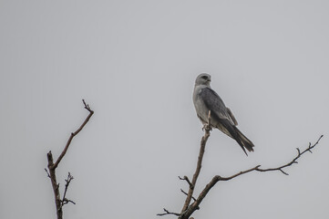 Mississippi kite.