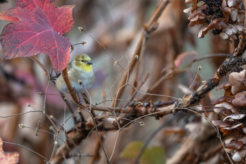 Myrtle warbler perched in a tree.