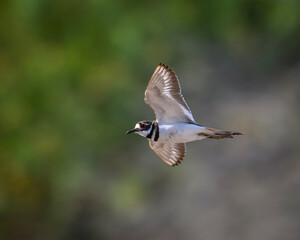 shore bird flying