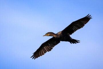 Bird in flight